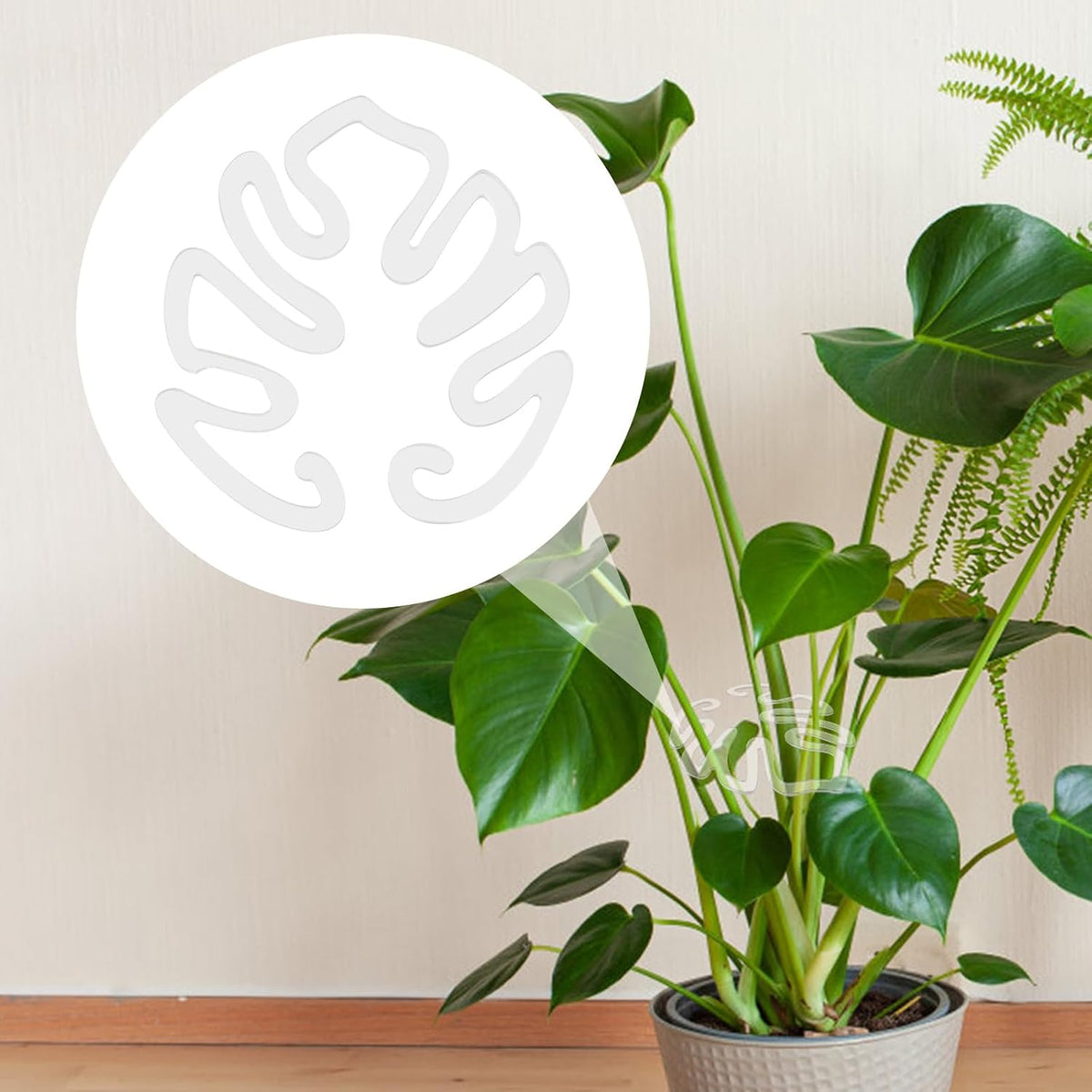 Gjennomsiktig plantestøtte i akryl, Monstera-bladform | Usynlig plantestøtte for innendørs bruk ( 1 sett 5 stk.)